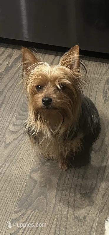 Maddie  – Yorkshire Terrier puppy for sale in Lincolnwood, IL