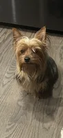 Maddie , a female Yorkshire Terrier for sale in Lincolnwood, IL – 1 of 1