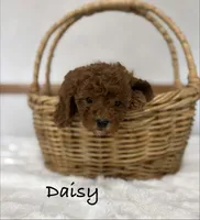 Daisy, a female Shih Tzu and Poodle - Miniature  for sale in Plain City, OH – 3 of 3