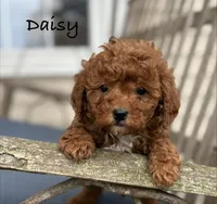 Daisy, a female Shih Tzu and Poodle - Miniature  for sale in Plain City, OH – 2 of 3