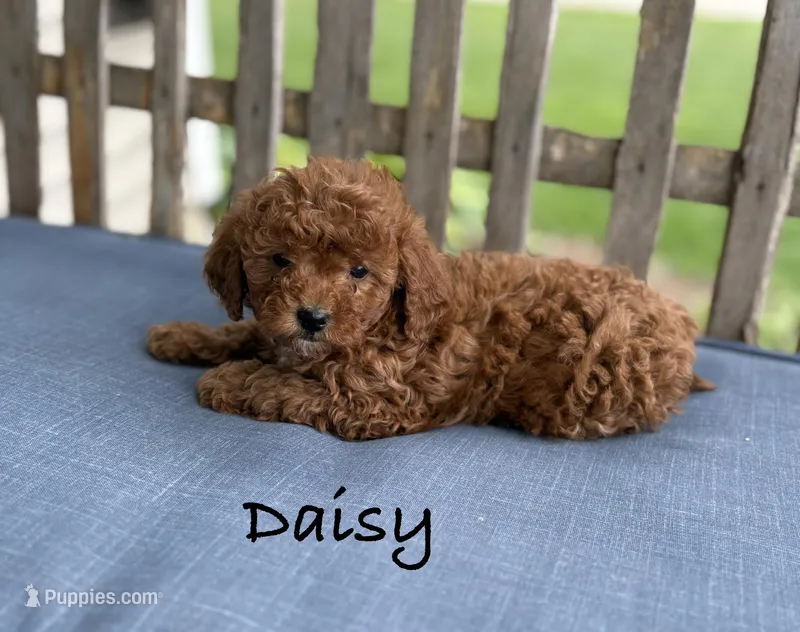 Daisy, a female Shih Tzu and Poodle - Miniature  for sale in Plain City, OH – 1 of 3