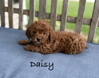 Daisy, a female Shih Tzu and Poodle - Miniature  for sale in Plain City, OH – 1 of 3