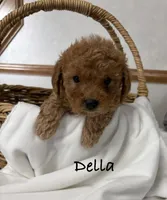 Della, a female Shih Tzu and Poodle - Miniature  for sale in Plain City, OH – 1 of 3