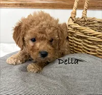 Della, a female Shih Tzu and Poodle - Miniature  for sale in Plain City, OH – 3 of 3