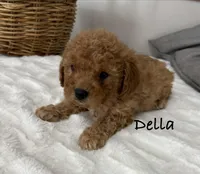Della, a female Shih Tzu and Poodle - Miniature  for sale in Plain City, OH – 2 of 3