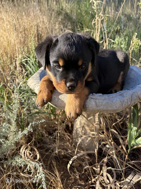 Betsy Ross – Rottweiler puppy for sale in Loveland, CO
