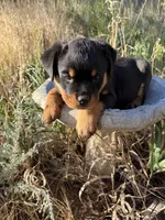 Betsy Ross, a female Rottweiler for sale in Loveland, CO – 1 of 5