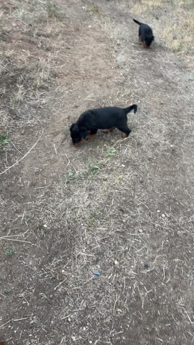 Abigail Adams, a female Rottweiler for sale in Loveland, CO – 5 of 5