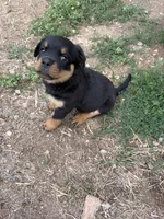 Betsy Ross, a female Rottweiler for sale in Loveland, CO – 4 of 5