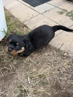 Abigail Adams, a female Rottweiler for sale in Loveland, CO – 4 of 5