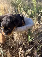 Betsy Ross, a female Rottweiler for sale in Loveland, CO – 2 of 5