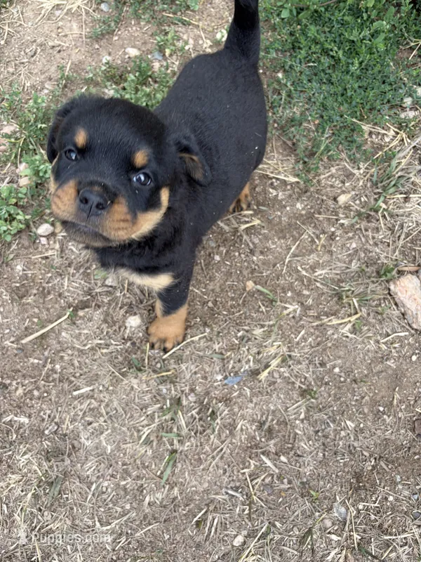 Abigail Adams – Rottweiler puppy for sale in Loveland, CO