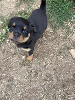Abigail Adams, a female Rottweiler for sale in Loveland, CO – 1 of 5