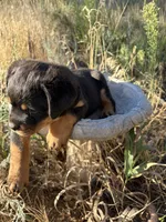 Betsy Ross, a female Rottweiler for sale in Loveland, CO – 3 of 5
