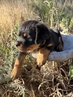 Abigail Adams, a female Rottweiler for sale in Loveland, CO – 3 of 5