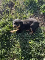 Abigail Adams, a female Rottweiler for sale in Loveland, CO – 2 of 5