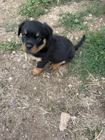 Betsy Ross, a female Rottweiler for sale in Loveland, CO – 5 of 5