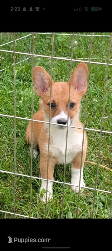 Girly – Pembroke Welsh Corgi puppy for sale in Standish, MI