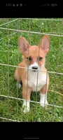 Girly, a female Pembroke Welsh Corgi for sale in Standish, MI – 1 of 1