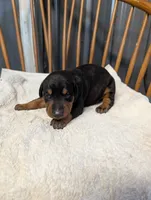 Zuess , a male Doberman Pinscher for sale in Standish, MI – 1 of 3