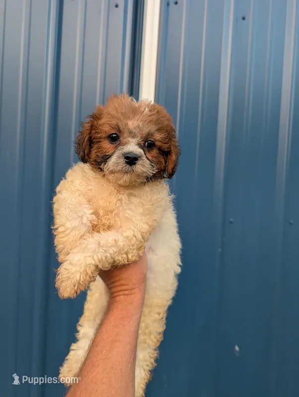 Summer  – Shihpoo puppy for sale in Standish, MI