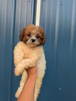 Summer , a female Shihpoo for sale in Standish, MI – 1 of 5