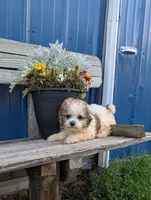 King, a male Shih Tzu for sale in Standish, MI – 1 of 4