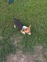 Taylor Swift , a female Pembroke Welsh Corgi for sale in Standish, MI – 3 of 4