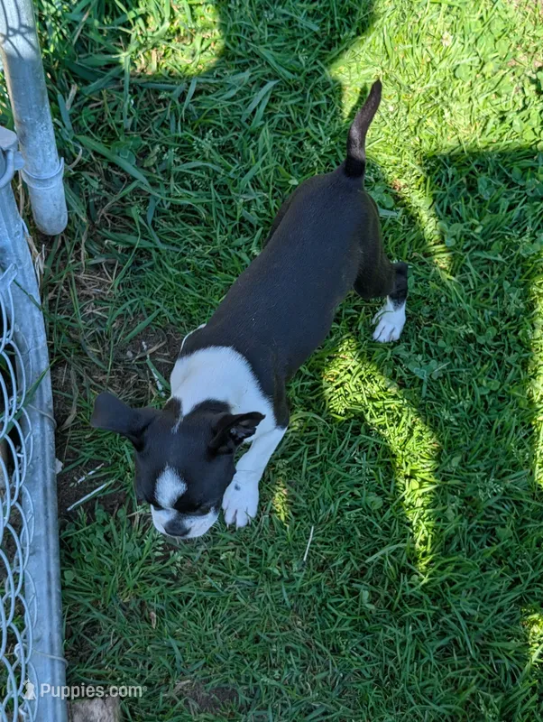 Yours  – Boston Terrier puppy for sale in Standish, MI