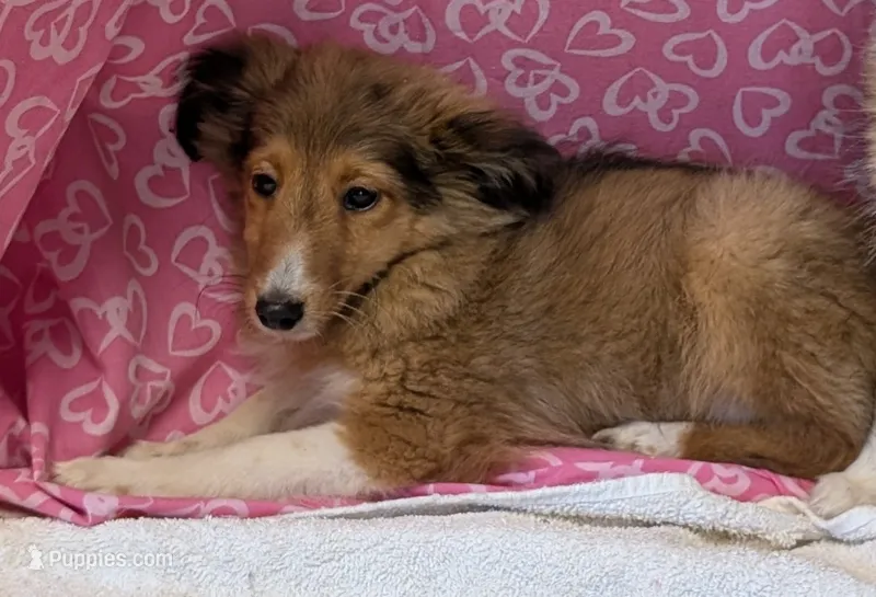 Diamond 💎 – Shetland Sheepdog puppy for sale in Standish, MI