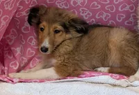 Diamond 💎, a female Shetland Sheepdog for sale in Standish, MI – 1 of 5