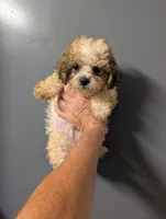 Breaz , a male Shihpoo for sale in Standish, MI – 3 of 4