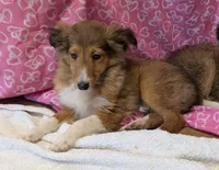 Diamond 💎, a female Shetland Sheepdog for sale in Standish, MI – 4 of 5