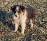 Ice Cream , a female Shetland Sheepdog for sale in Standish, MI – Photo 3 of 6