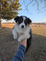 Ice Cream , a female Shetland Sheepdog for sale in Standish, MI – Photo 6 of 6
