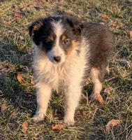 Ice Cream , a female Shetland Sheepdog for sale in Standish, MI – Photo 2 of 6