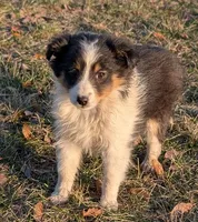 Ice Cream , a female Shetland Sheepdog for sale in Standish, MI – Photo 1 of 6