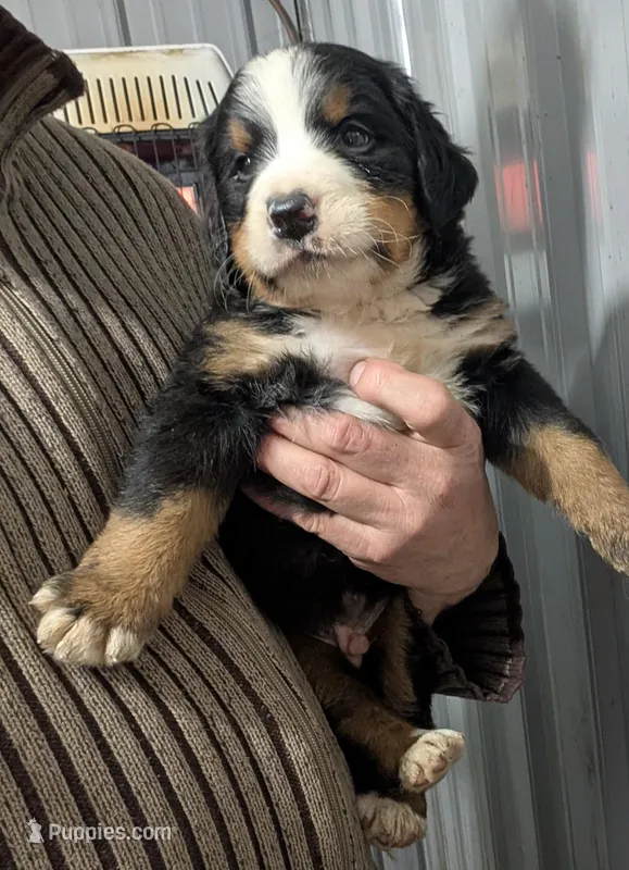 Valentine – Bernese Mountain Dog puppy for sale in Standish, MI