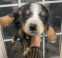 Valentine, a male Bernese Mountain Dog for sale in Standish, MI – Photo 2 of 2