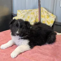 Taylor Swift, a female Border Collie for sale in Standish, MI – Photo 1 of 4