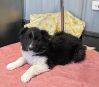 Taylor Swift, a female Border Collie for sale in Standish, MI – Photo 1 of 4