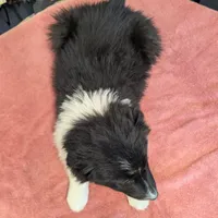 Taylor Swift, a female Border Collie for sale in Standish, MI – Photo 4 of 4