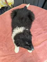 Taylor Swift, a female Border Collie for sale in Standish, MI – Photo 4 of 4