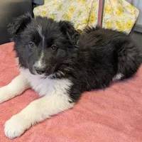 Taylor Swift, a female Border Collie for sale in Standish, MI – Photo 3 of 4