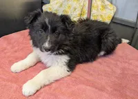 Taylor Swift, a female Border Collie for sale in Standish, MI – Photo 3 of 4