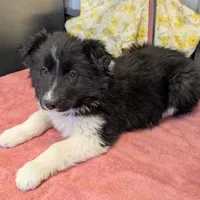 Taylor Swift, a female Border Collie for sale in Standish, MI – Photo 2 of 4