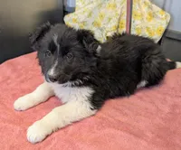 Taylor Swift, a female Border Collie for sale in Standish, MI – Photo 2 of 4