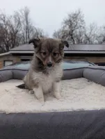 🍊 Orange juice , a female Shetland Sheepdog for sale in Standish, MI – Photo 2 of 4