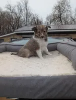 🍊 Orange juice , a female Shetland Sheepdog for sale in Standish, MI – Photo 4 of 4