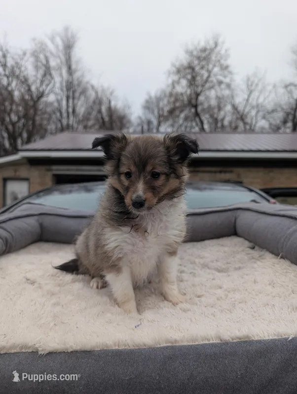 🍊 Orange juice  – Shetland Sheepdog puppy for sale in Standish, MI